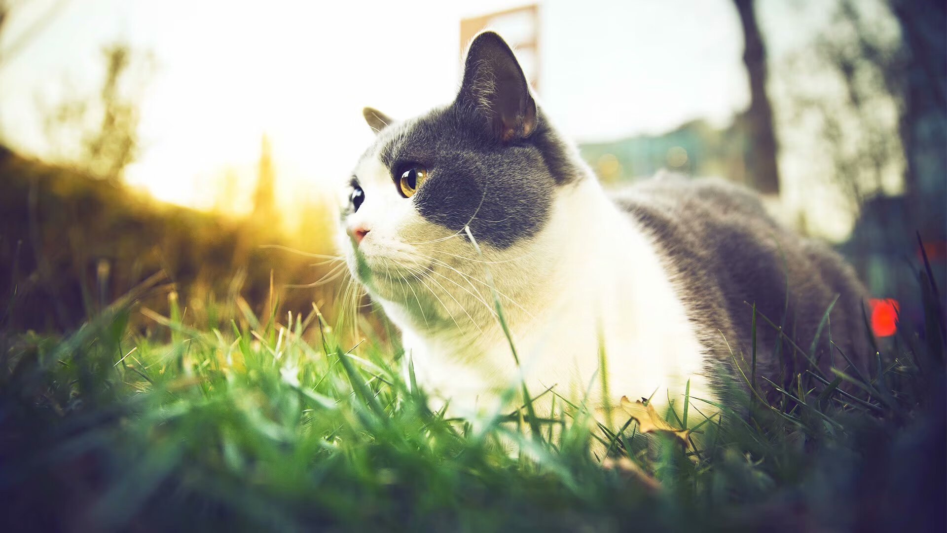 亚眠队在重要比赛中击败对手,继续努力向前,亚眠攻势