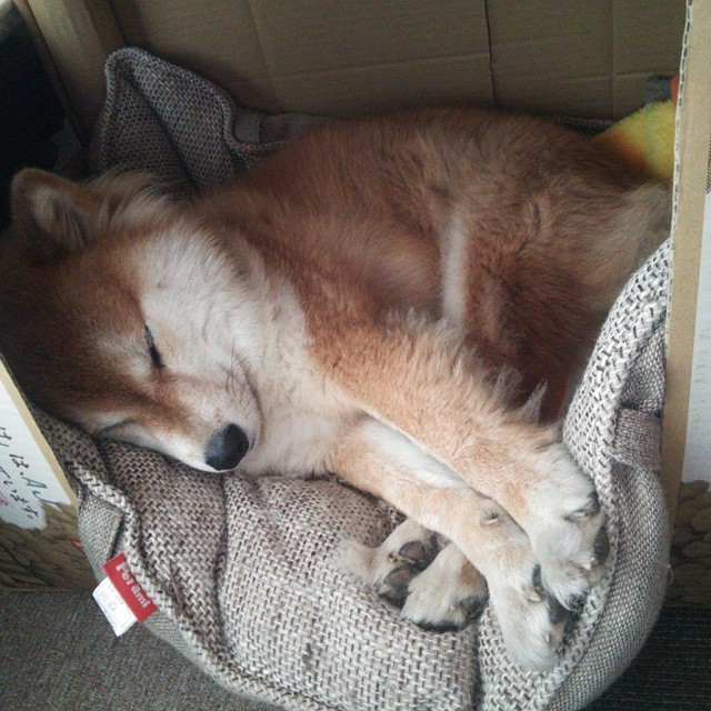 中国女足世预赛三连胜,王霜点射锁定胜利,中国女足世预赛战绩