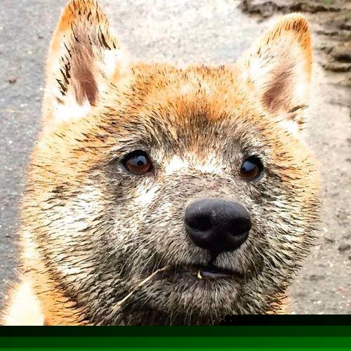 伊朗球迷在雪中烤羊肉串助威,被冬奥组委点名表扬,伊朗男子足球队