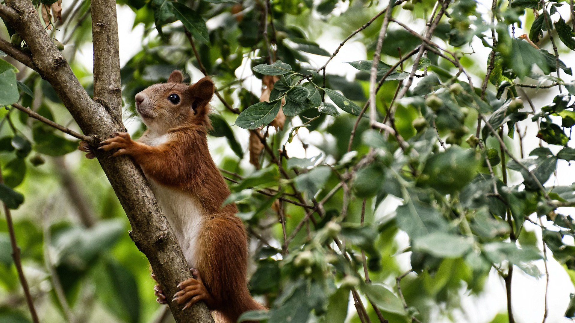 凯撒酋长引进外援球员，增强球队实力，凯撒足球员