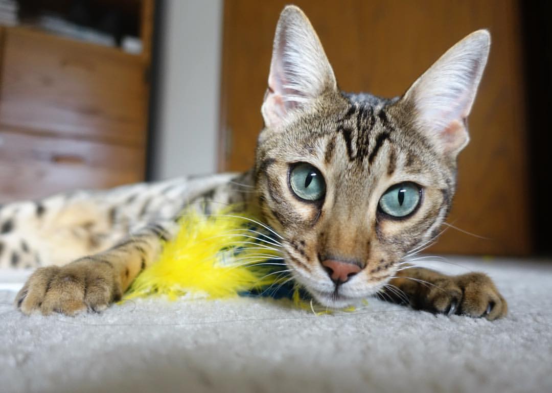 爱游戏娱乐网址-奥地利机会渐现，精彩表现备受瞩目，奥地利情况