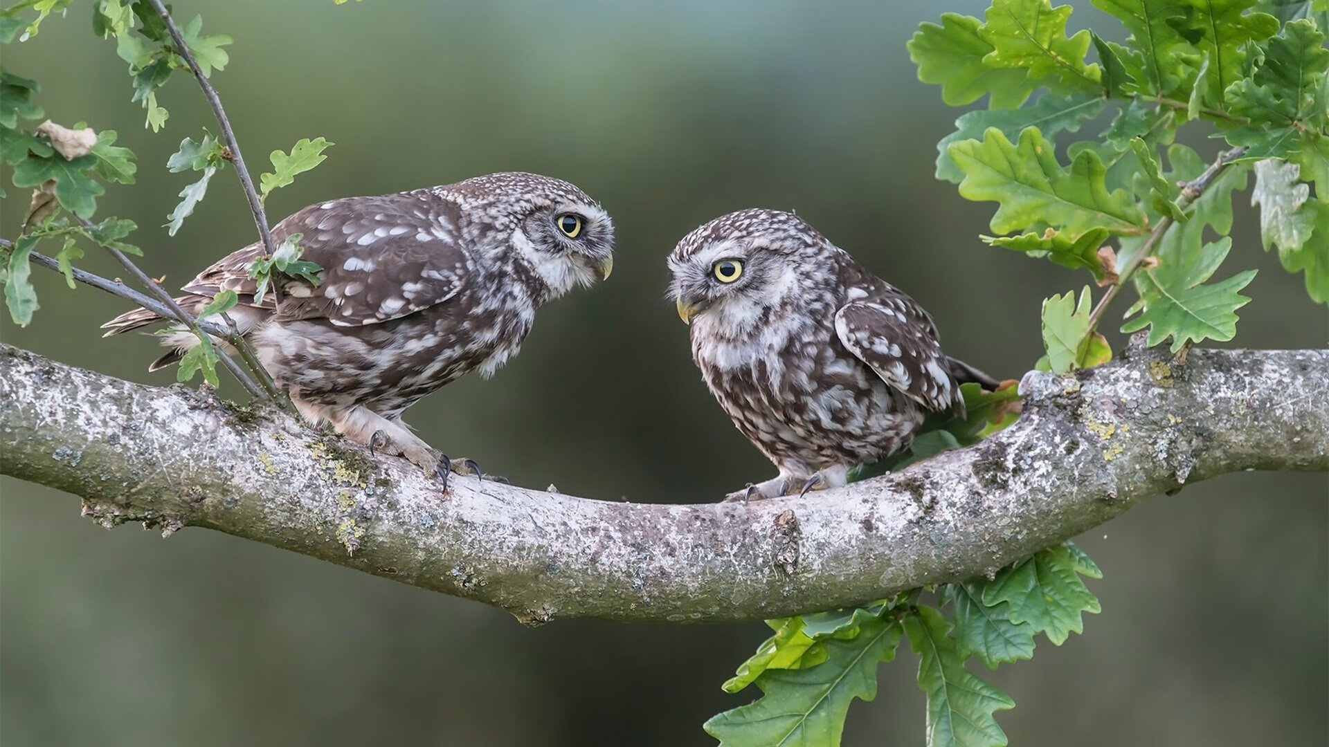 爱游戏体育-全国足球裁判员培训体系升级，执裁水平持续提高，足球裁判员培训一般多少钱