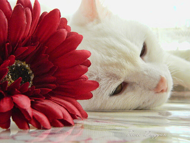 全国足球裁判员培训体系升级,执裁水平持续提高,足球裁判员培训一般多少钱