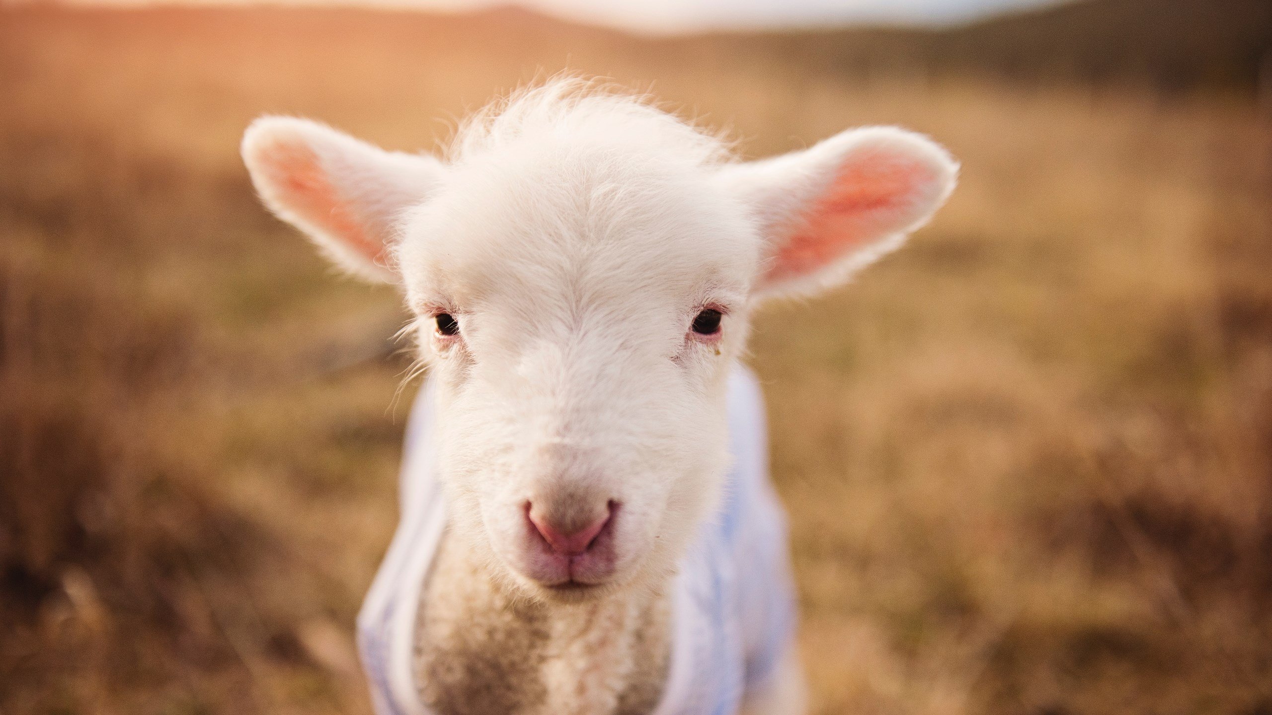 泰国马术协会设立“Lamb”奖学金，支持传统马术研究。