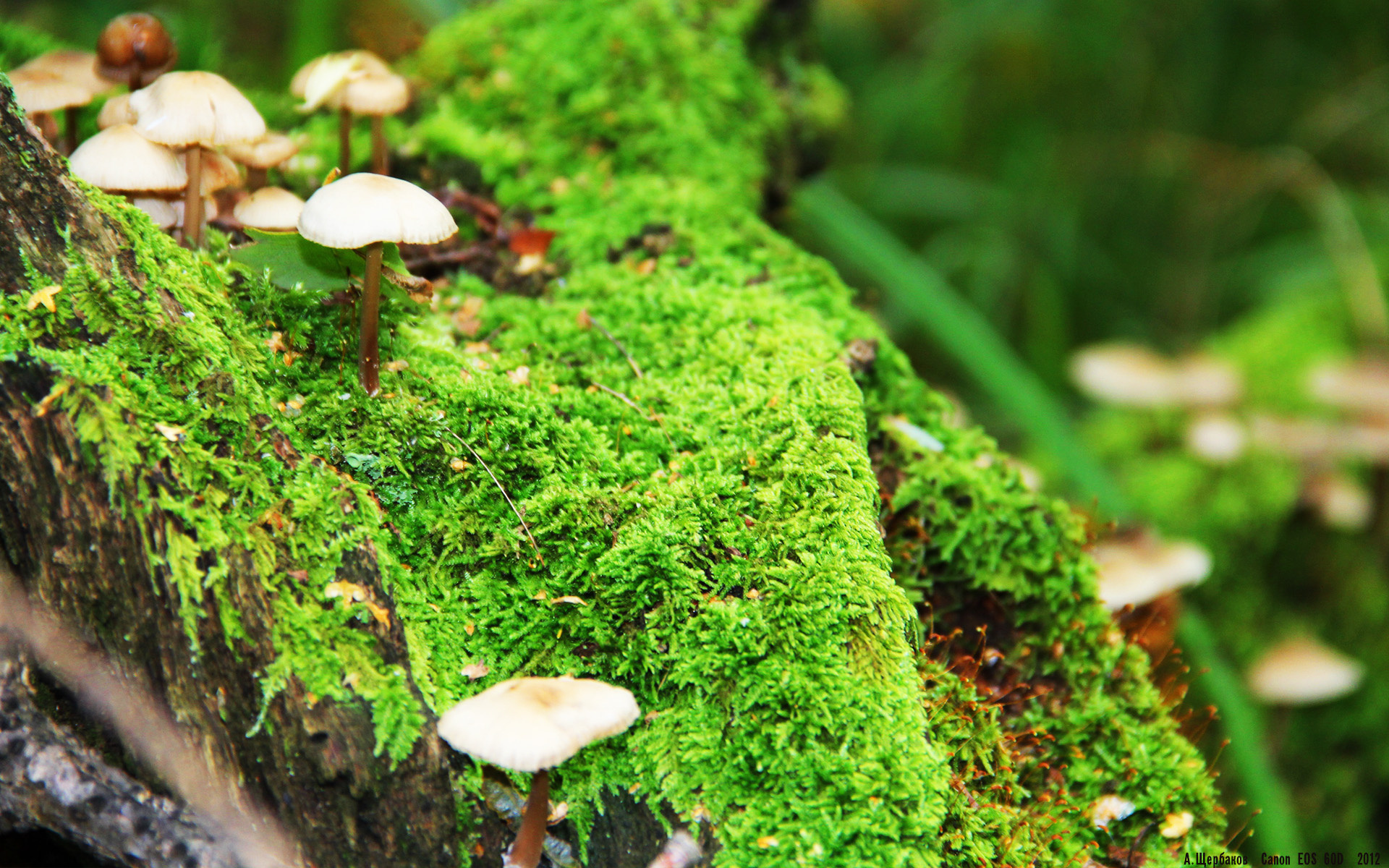 爱游戏娱乐-洛杉矶FC主场迎战西雅图海湾人，备受关注，洛杉矶fc对西雅图海湾人