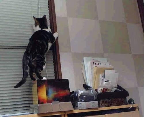 爱游戏电竞官网-洛杉矶FC备战美国国家德比，力争胜利，洛杉矶fc战绩