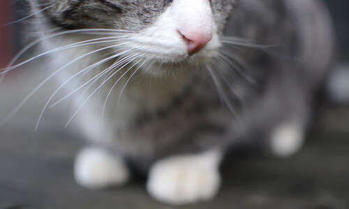 英超是否应限制外援比例保障本土球员成长,英超是否应限制外援比例保障本土球员成长