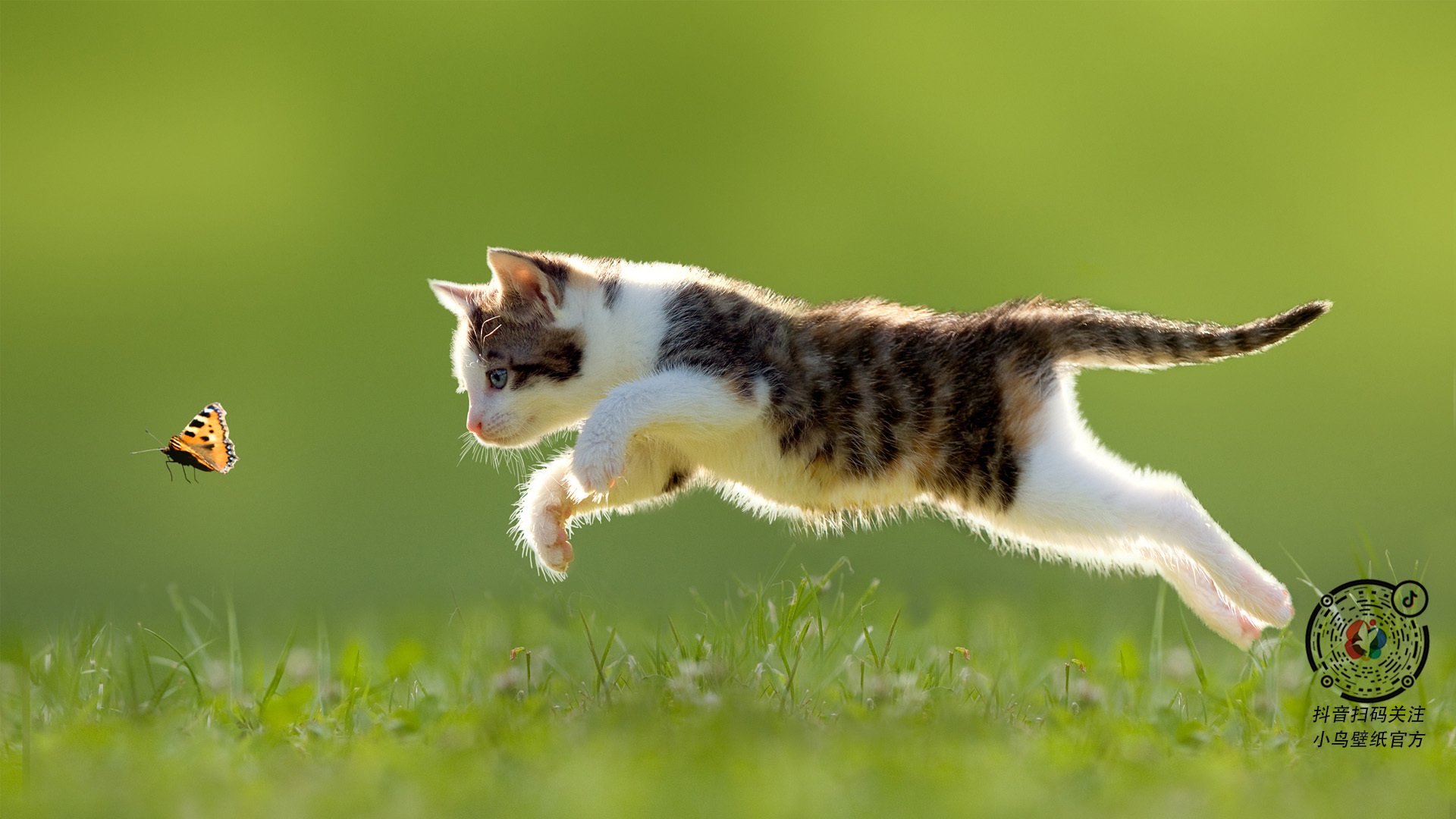 托马索·切孔在男子100米仰泳中夺金,wwe托马索切帕