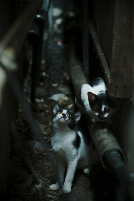 球迷热情:球迷夜场助威盛况记录,现场球迷