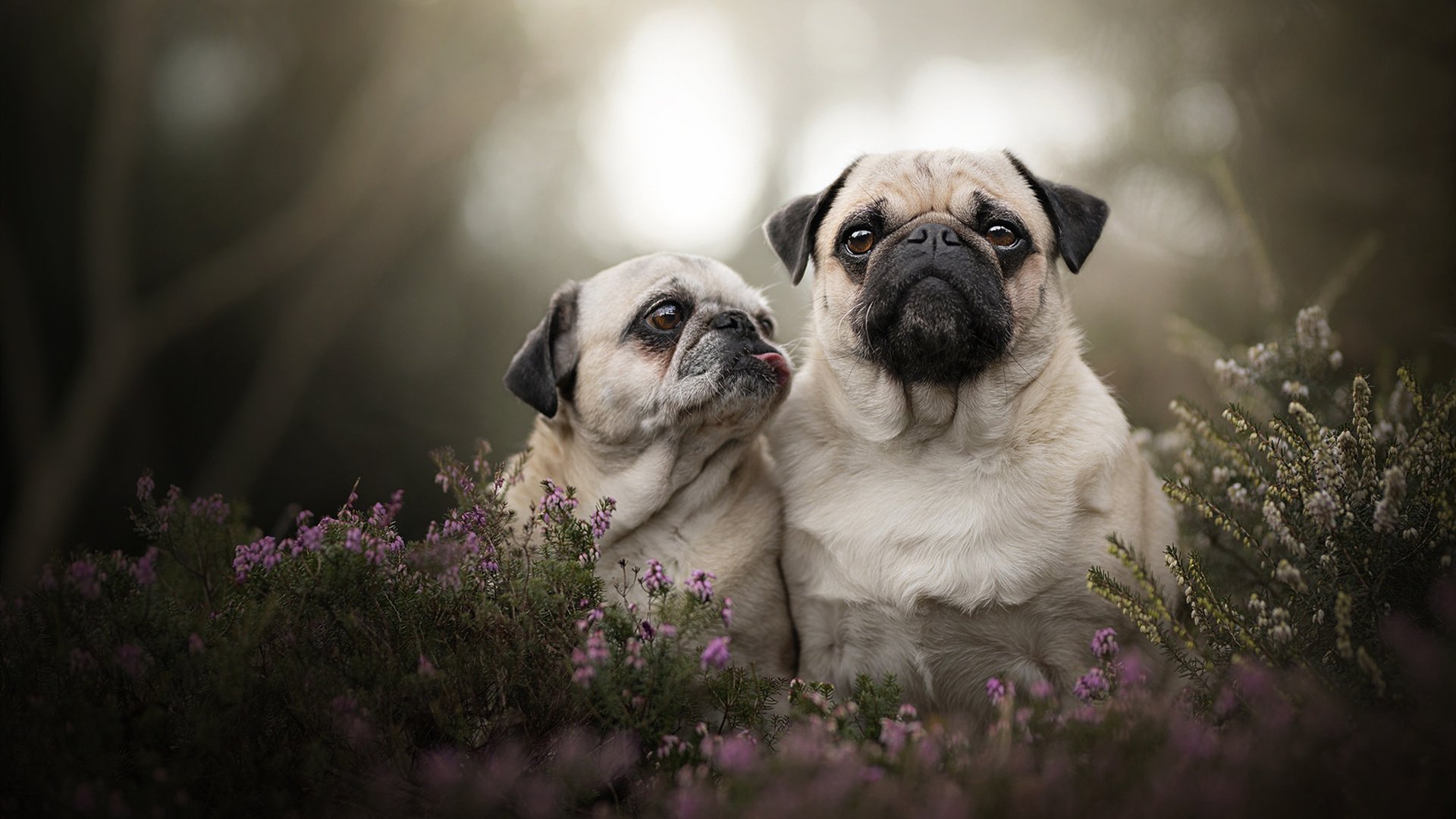 世界女子高尔夫巡回赛中国球员突破，世界女子高尔夫锦标赛