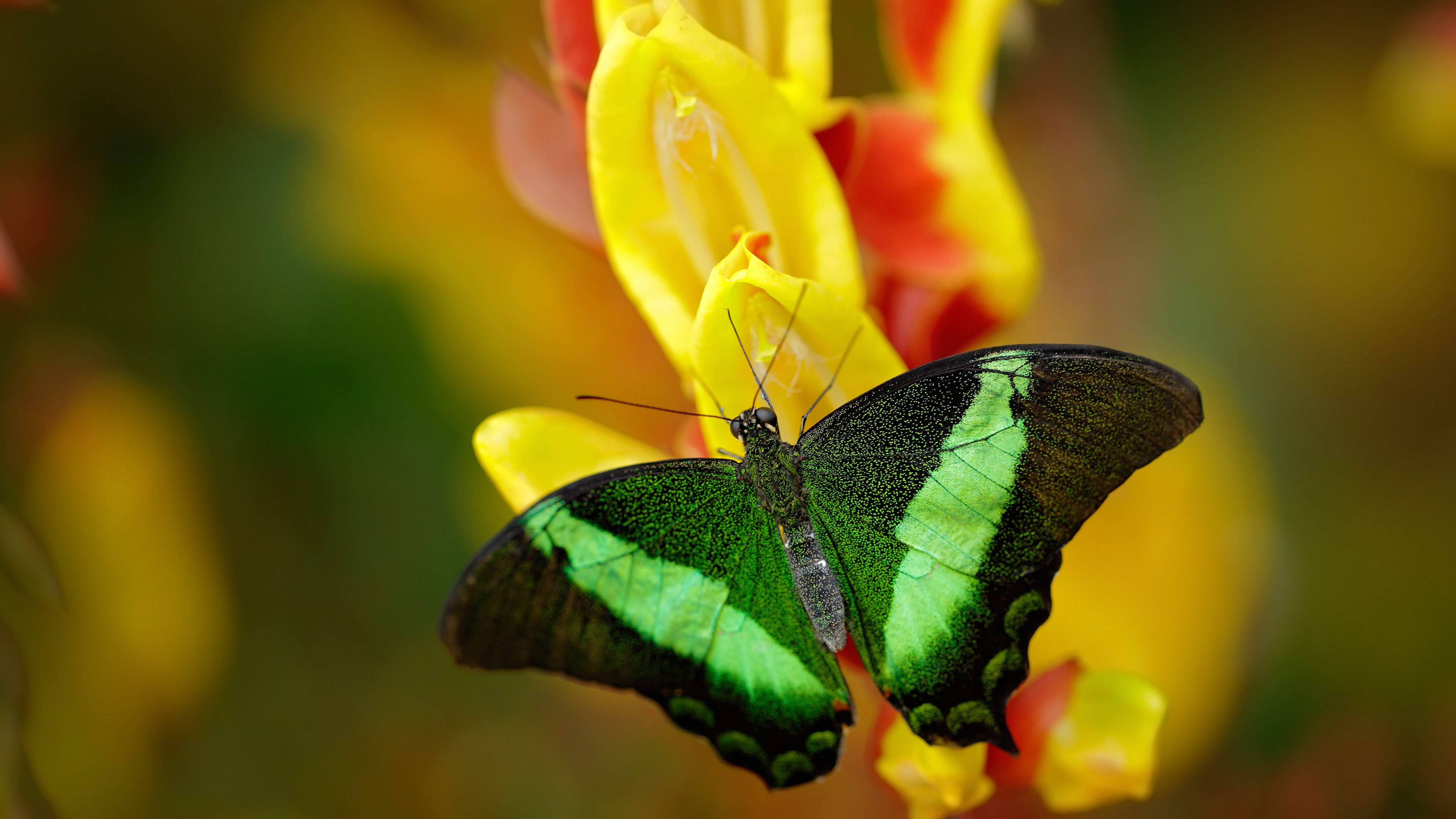 世界青年高山滑雪锦标赛中国选手显身手,国际高山滑雪挑战赛