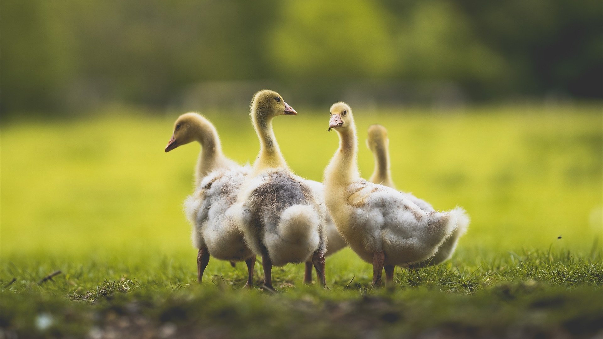 Aster选手伤病恢复良好,aster阵容