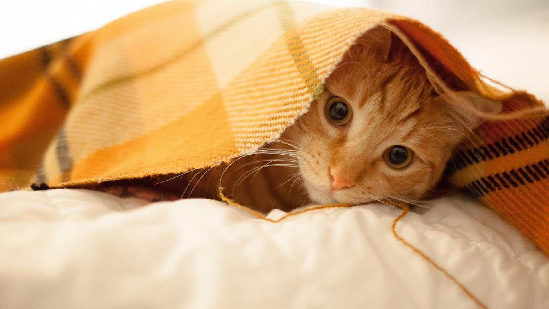 曼城前场多点开花打出进攻高潮,曼城主场the king