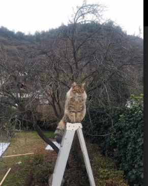 爱游戏体育app-山东泰山防守体系优化，山东 泰山队