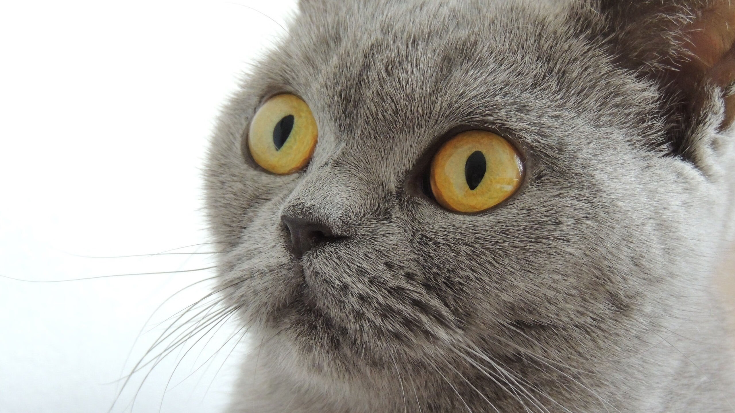 爱游戏app下载-巴塞罗那翻盘成功，豪取胜利晋级，巴塞罗那比赛视频