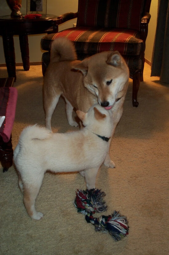 爱游戏官方-曼联客场挑战切尔西，谁能笑到最后，曼联vs切尔西聚胜顽球汇