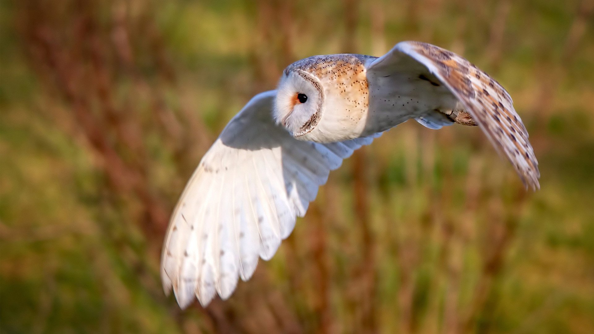 曼联签下年轻才华，引进新血液加强阵容，曼联新阵容高度