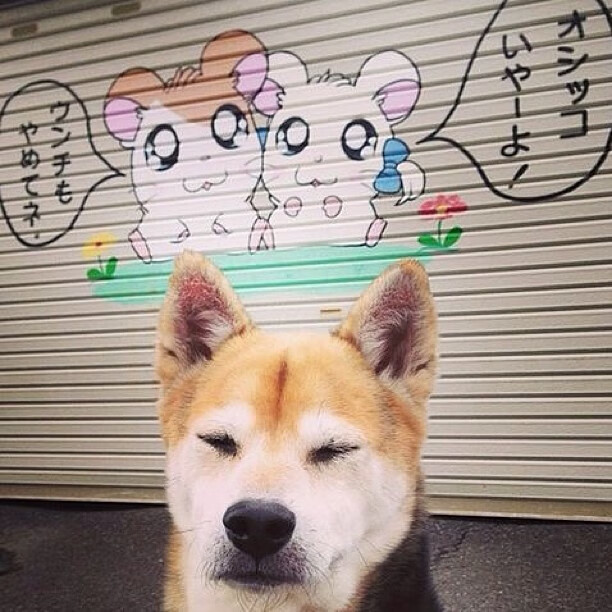 爱游戏体育（AYX）官方APP下载-柯尔赞女子仰泳项目冉冉升起新星