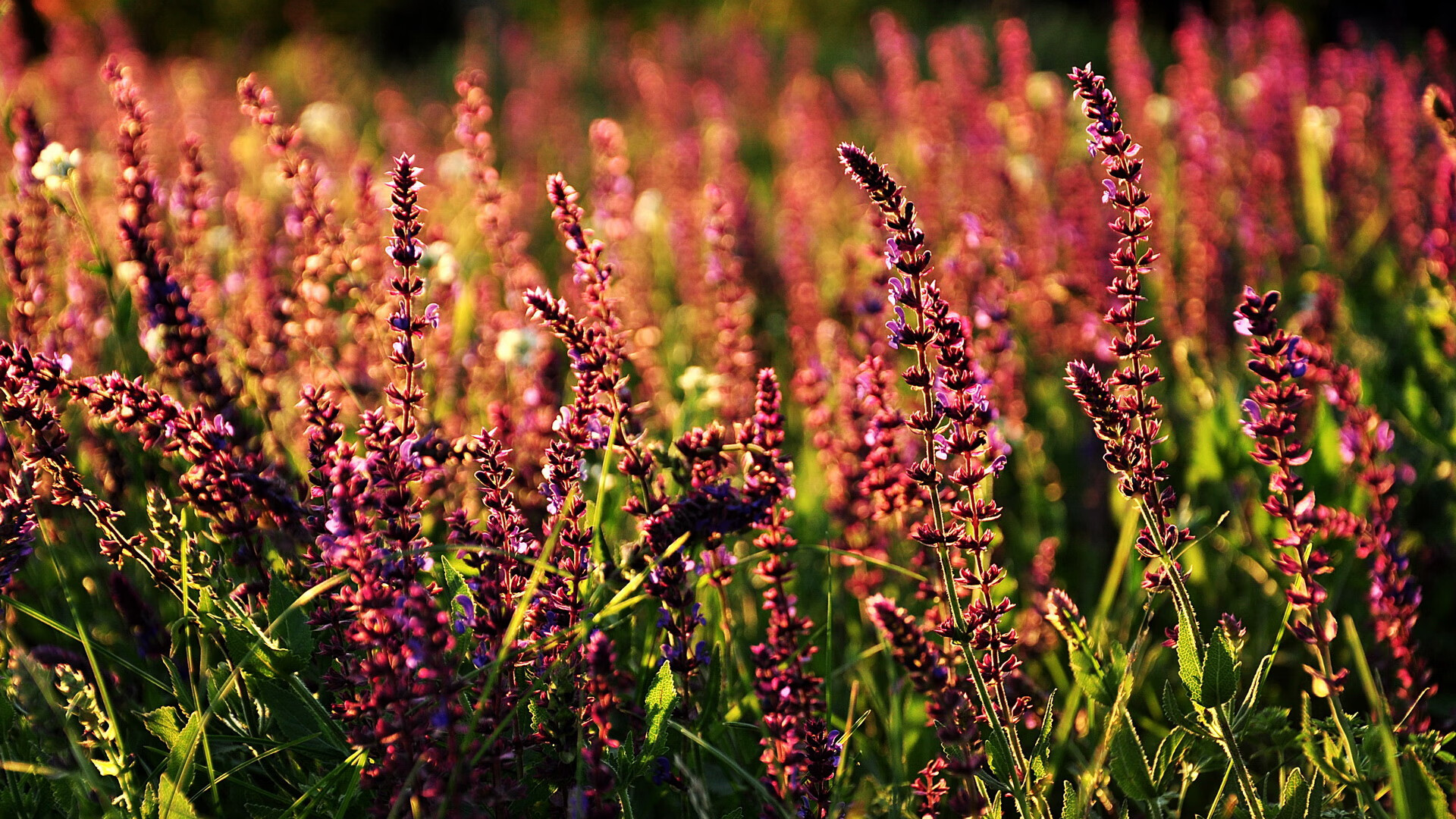 欧洲杯终极角逐:战术和技术的巅峰之战,欧洲杯终局战2021欧洲杯赛程表