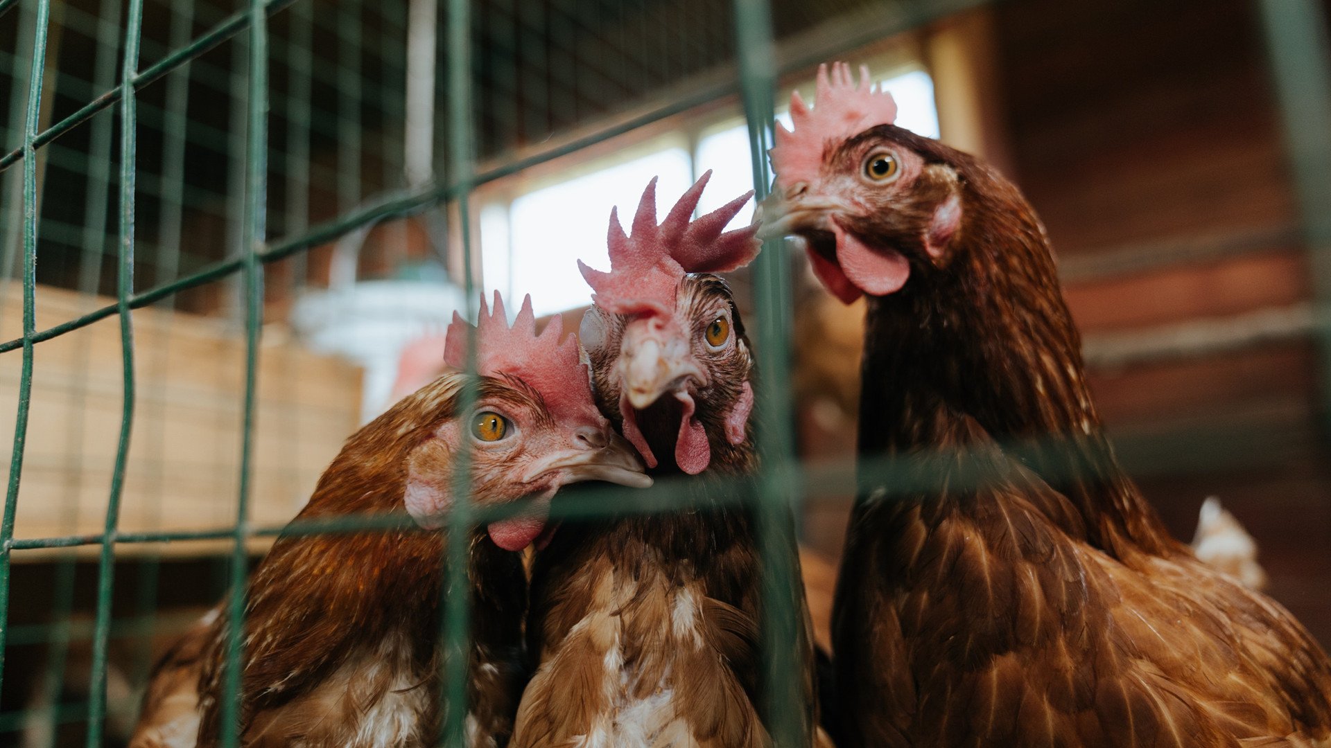 爱游戏体育APP下载-CBA赛季观众参与度持续增长，cba赛季观众参与度持续增长的原因