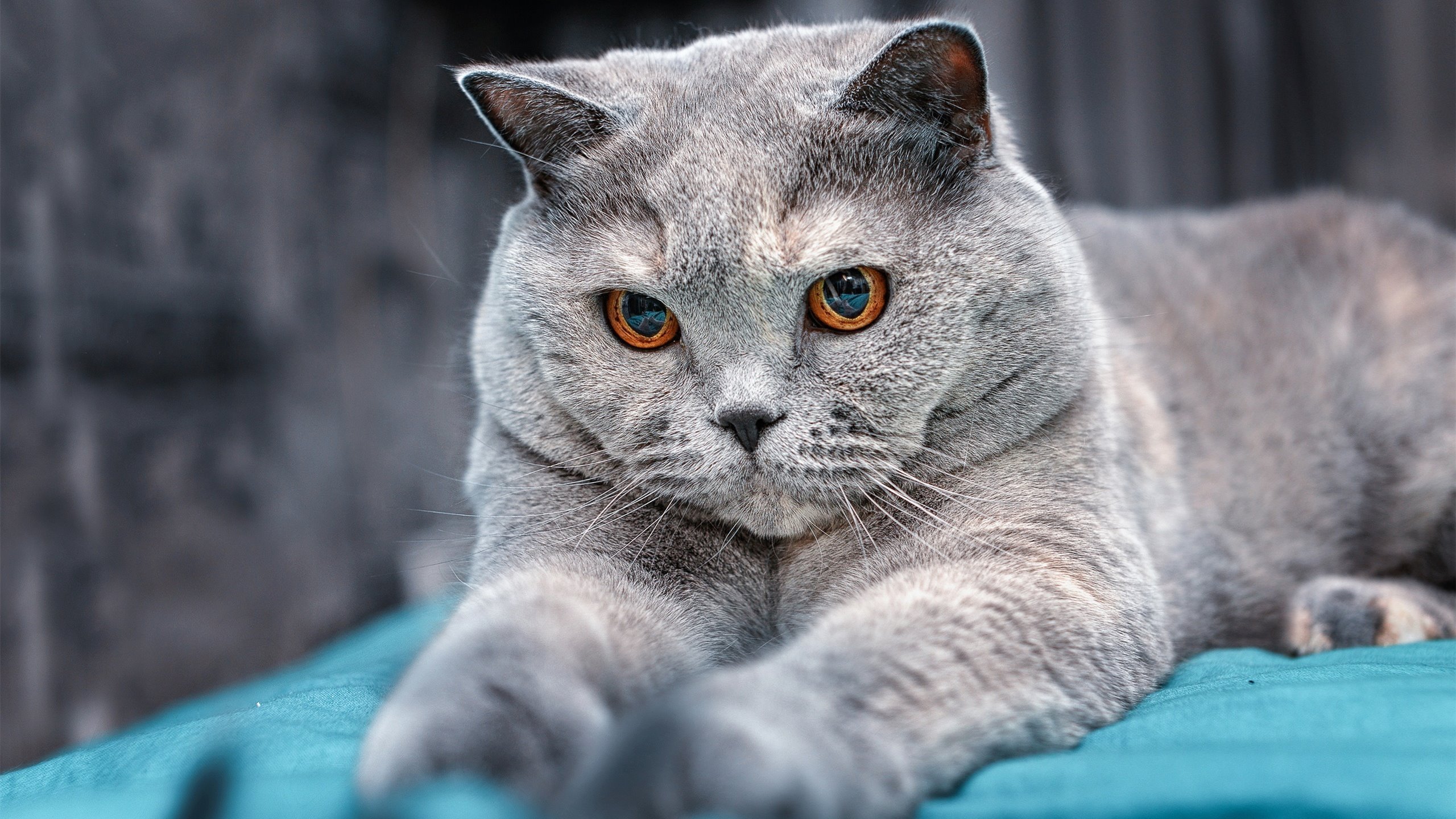 主教练如何在连败后快速恢复球员心理节奏,主教练两次技术犯规